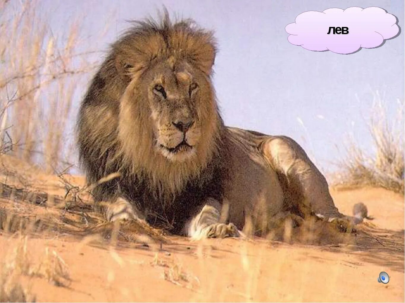 Лев максимальный размер. Пустынный Лев. Лев в пустыне. Животных жарких стран Лев. Львы в саванне.