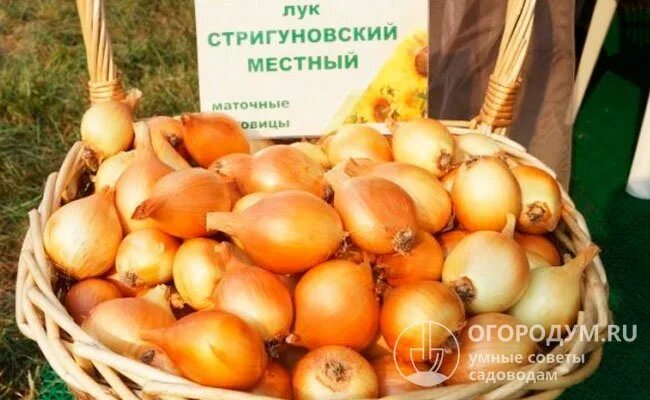 Лук стригуновский отзывы. Лук севок стригуновский. лук севок стригуновский местный длинный. лук репчатый стригуновский местный.