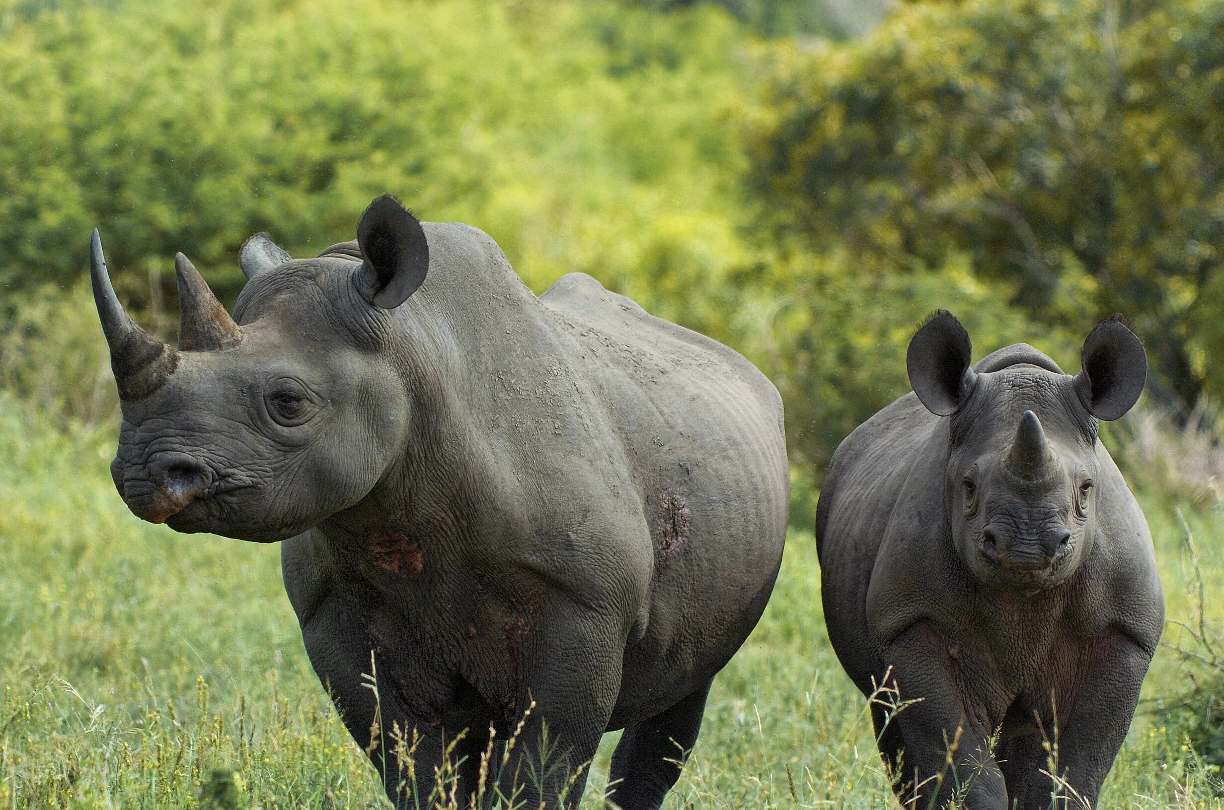 Камерунский черный носорог. Камерунский подвид черного носорога. Черный носорог носорог. Западно-Африканский черный носорог.