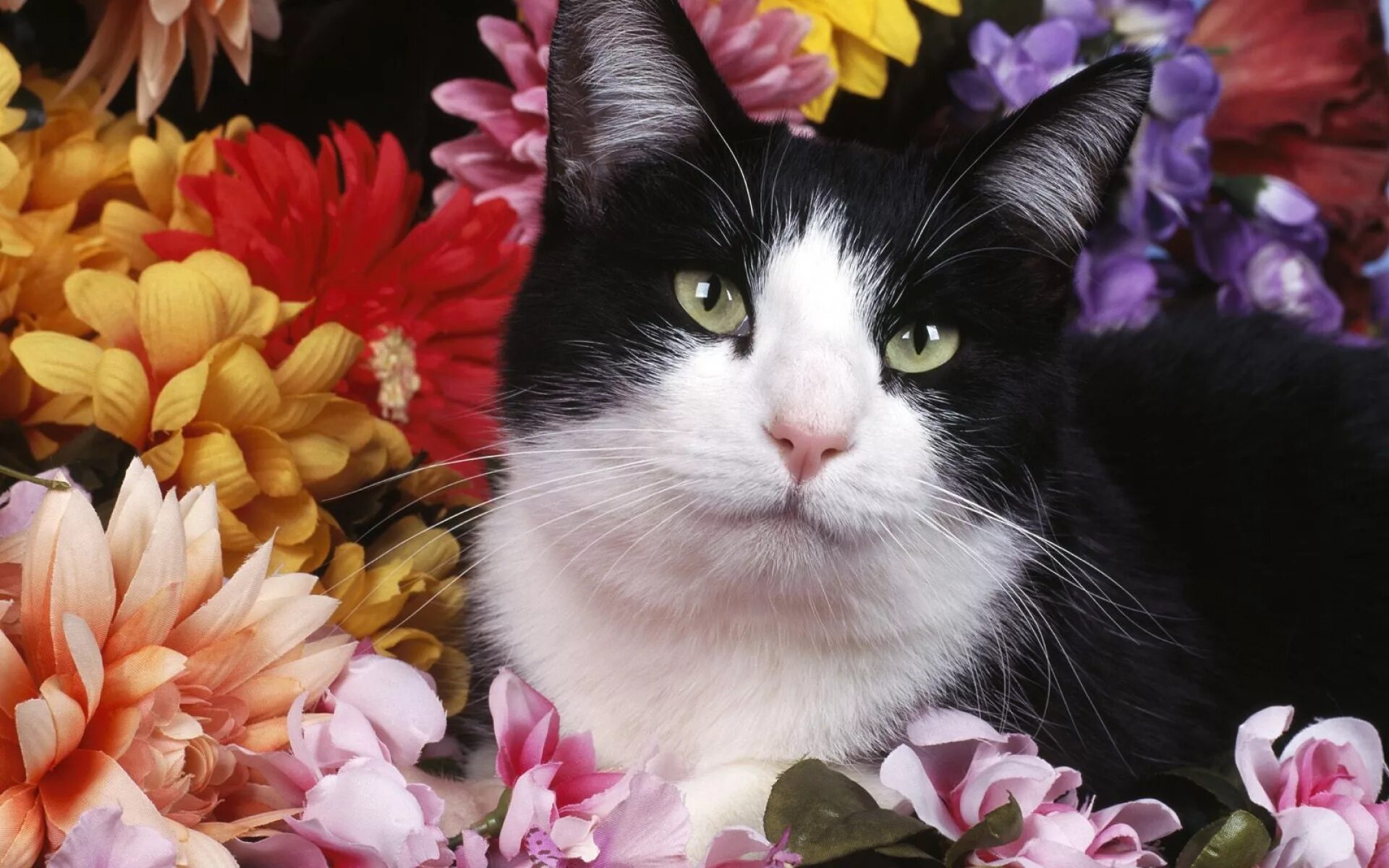 Котэ цвета и цифры. Кот в цветах. кошечка в цветах. котик с цветами. кошечка красивая с цветами.