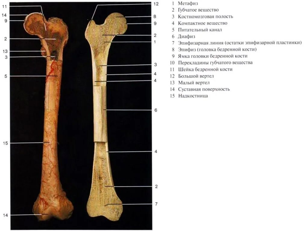 Трубчатые кости бедренная кость. Бедренная кость анатомия человека. Бедренная кость в разрезе. Проксимальный метафиз бедренной кости.