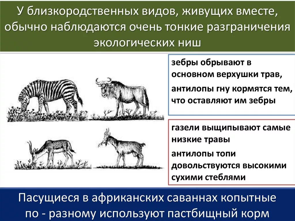 Чем различаются местообитания и экологическая ниша. Экологическая ниша. Экологические ниши виды. Экологическая ниша примеры. Типы экологических ниш.