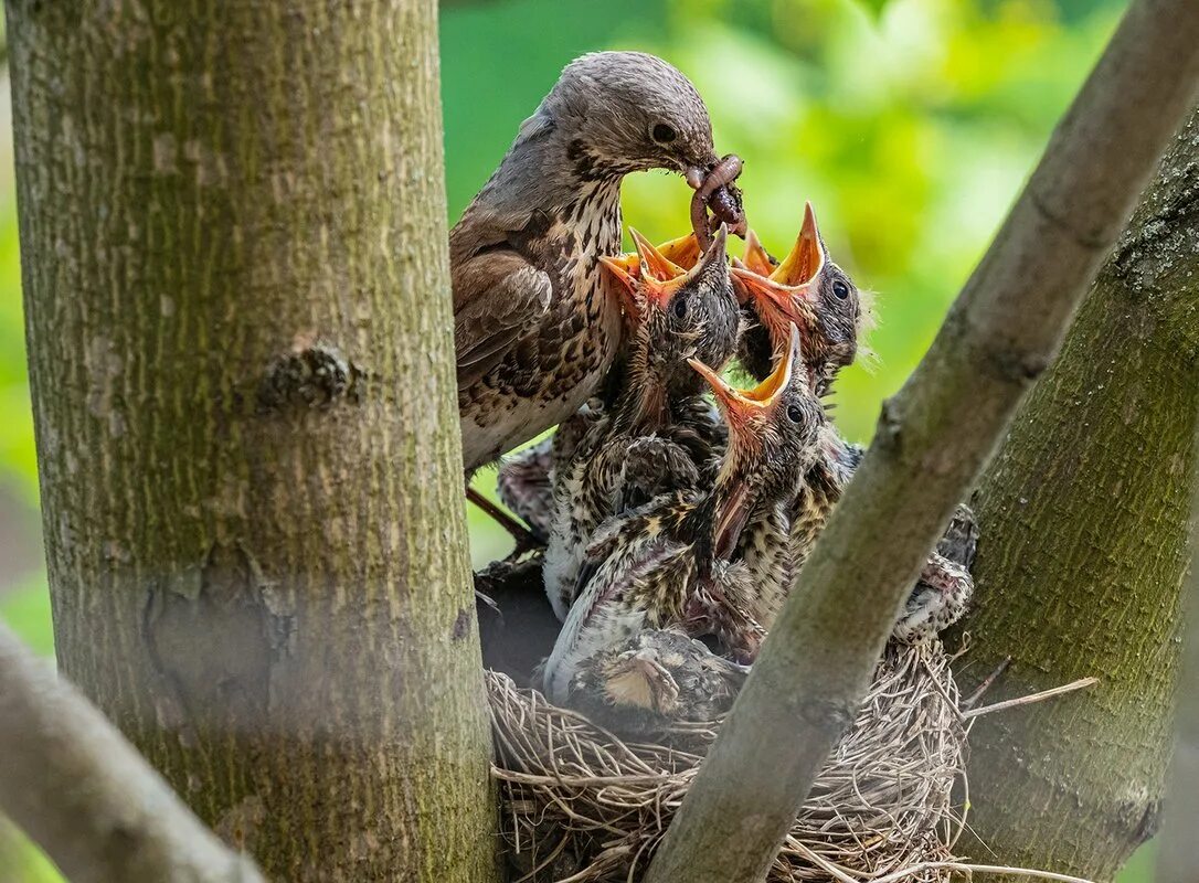 Птицы защищают гнездо
