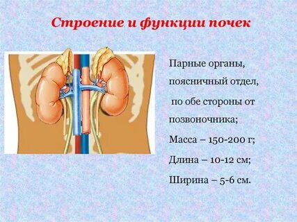 Почечная система