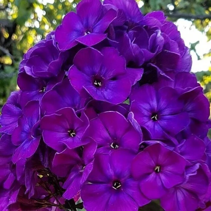 флокс метельчатый balmoral. флокс метельчатый никки. флокс древовидный. флокс катарина. флоксы высокорослые многолетники.