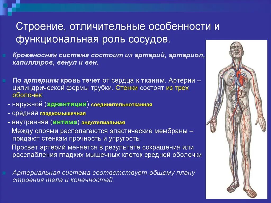 Особенности строения артерий. Характеристика артерий. Особенности характерные для артерий. Особенности строения артерий вен