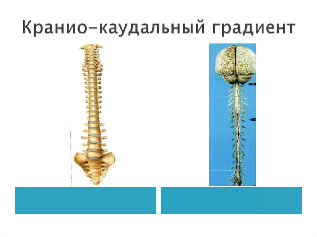 Кранио-каудальный. Краниокаудальный градиент роста. Краниальный и каудальный это. Краниокаудальный градиент анатомия. Каудальное направление