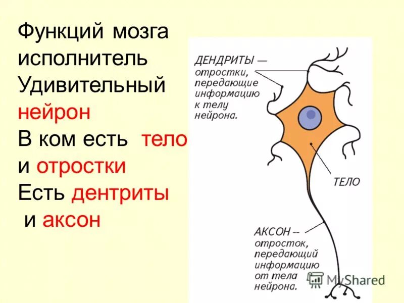 Короткий сильно ветвящийся отросток нервной клетки. Отросток нервной клетки.