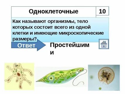 Органы выделения у одноклеточных