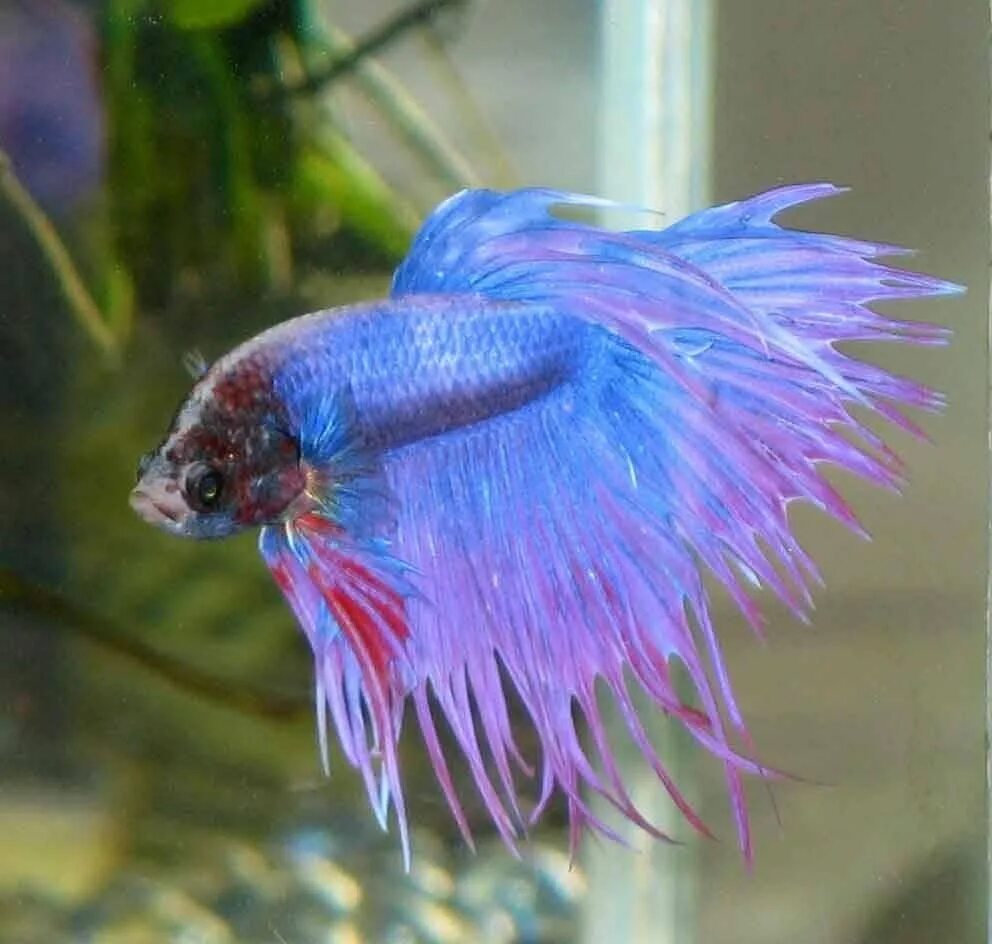 Рыбка петушок Betta splendens. Рыбка петушок Бетта. Рыбка петушок Бетта Спленденс. Сиамский петушок рыбка.