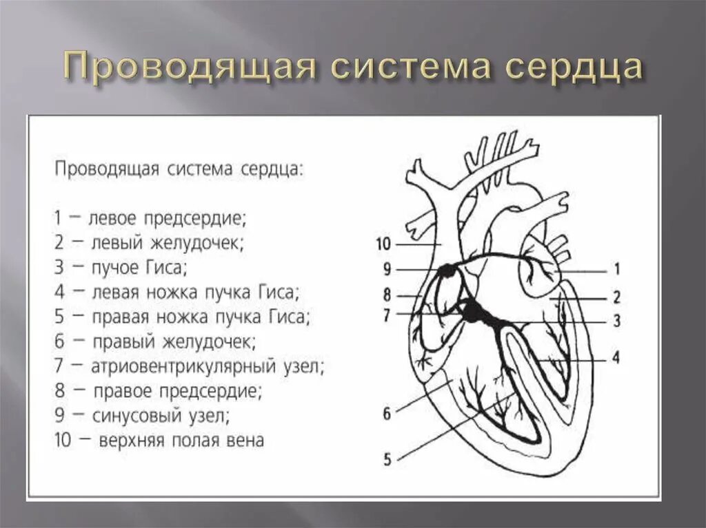 Проводящая система рисунок