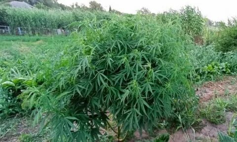 Куст 32