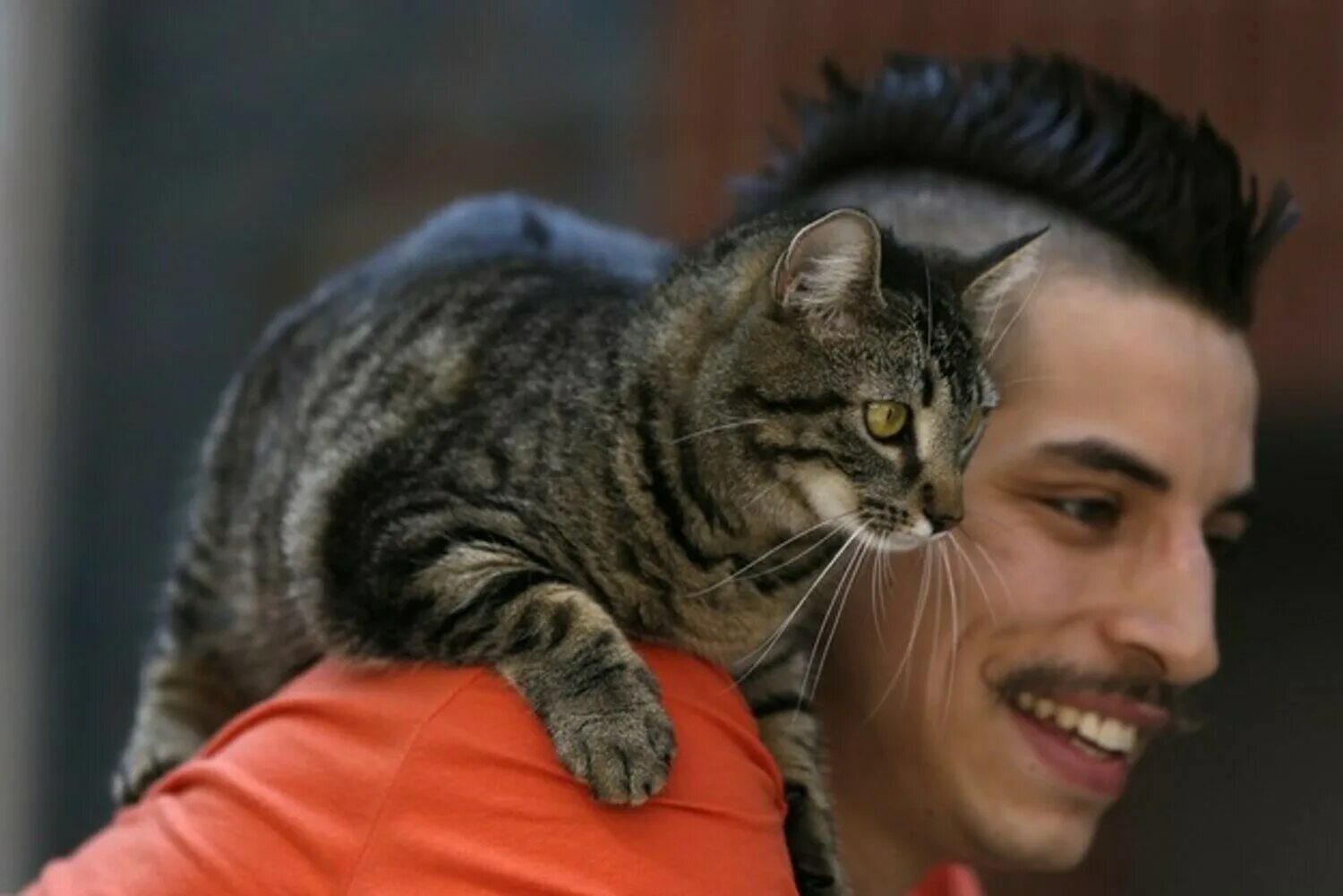 5 говорящих кошек. Парень с котом на плече. Кошка на плече. Кот сидит на плече. Кошка на плечах.