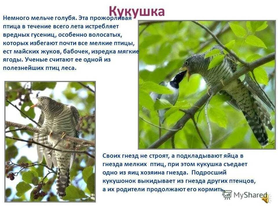 Интересное о кукушке. Где зимует кукушка. Обыкновенная кукушка кукушонок. Сведения о птице кукушка. Интересное о кукушке.
