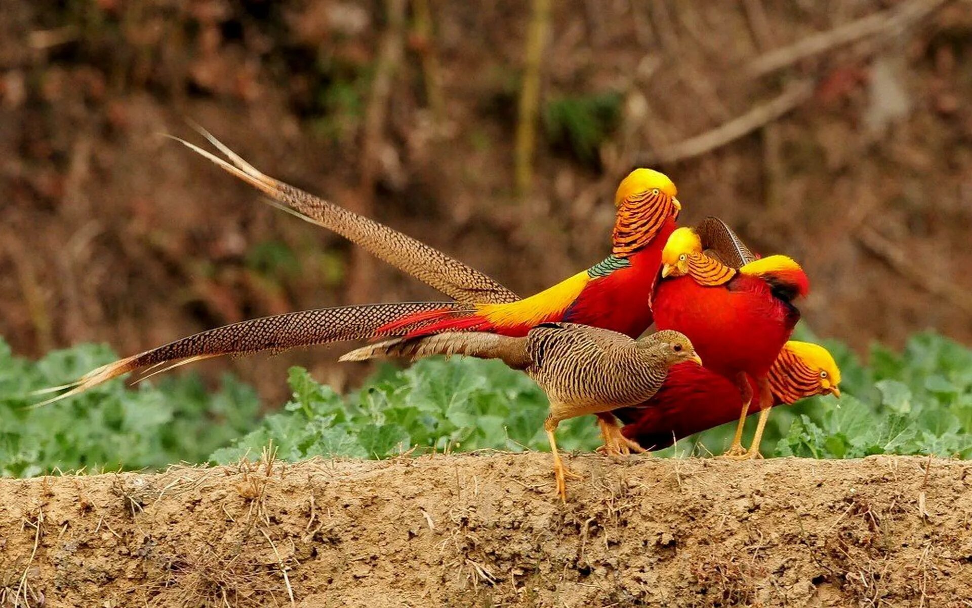 Золотой фазан самка. Золотой фазан Chrysolophus pictus. Королевский фазан самка. Птица Королевский фазан. Как говорит китайская птица