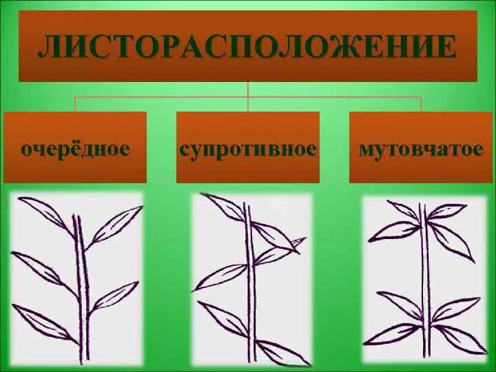 Какой тип листорасположения характерен для