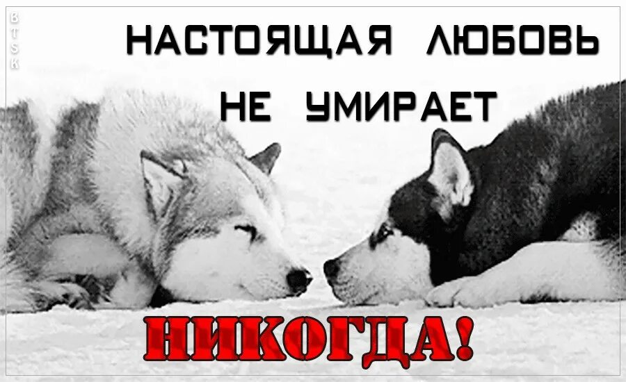 Жизнь никогда не заканчивается. Настоящая любовь никогда не. любовь никогда не проходит. не настоящая любовь. настоящая любовь навсегда.