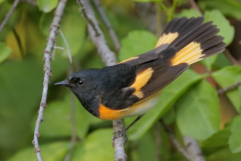 Redstart. Redstart Bird. American Bird. Медугица Редстарт.