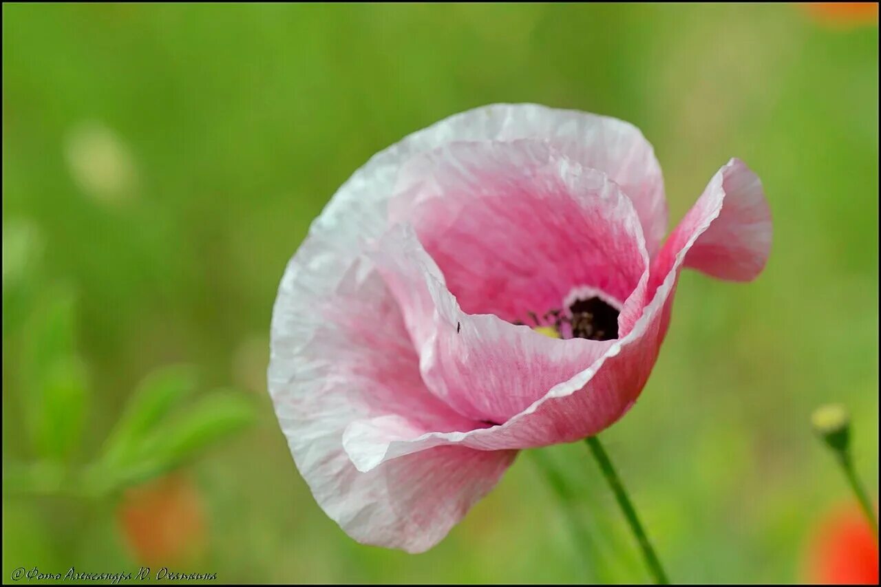 Розовый мак 2. Мак papaver розовый. розовые маки. нежно розовые маки. мак бело розовый.