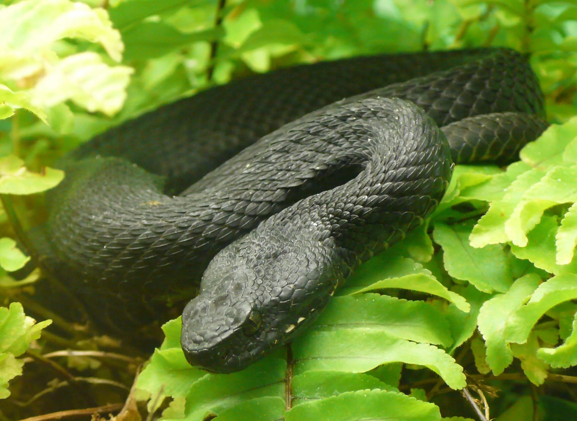 Кавказская гадюка Казнакова. Гадюка Никольского (Vipera nikolskii). Змея Кавказская гадюка. Кавказская гадюка (змея Казнакова).