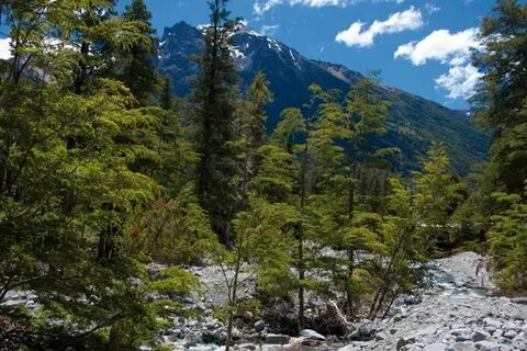 Но особенно хороши горные леса около моря