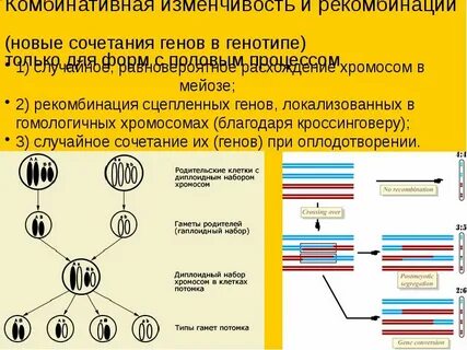 Обусловлена случайным сочетанием хромосом во время оплодотворения