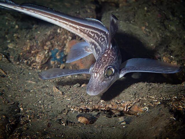 Рыба Химера морской заяц. Отряд Химерообразные. Chimaera monstrosa. Европейская Химера рыба. Черный морской заяц