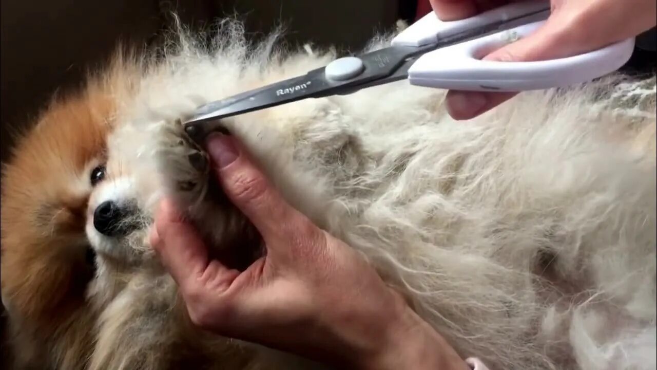 Как гладить шпица. Стрижка шпица.