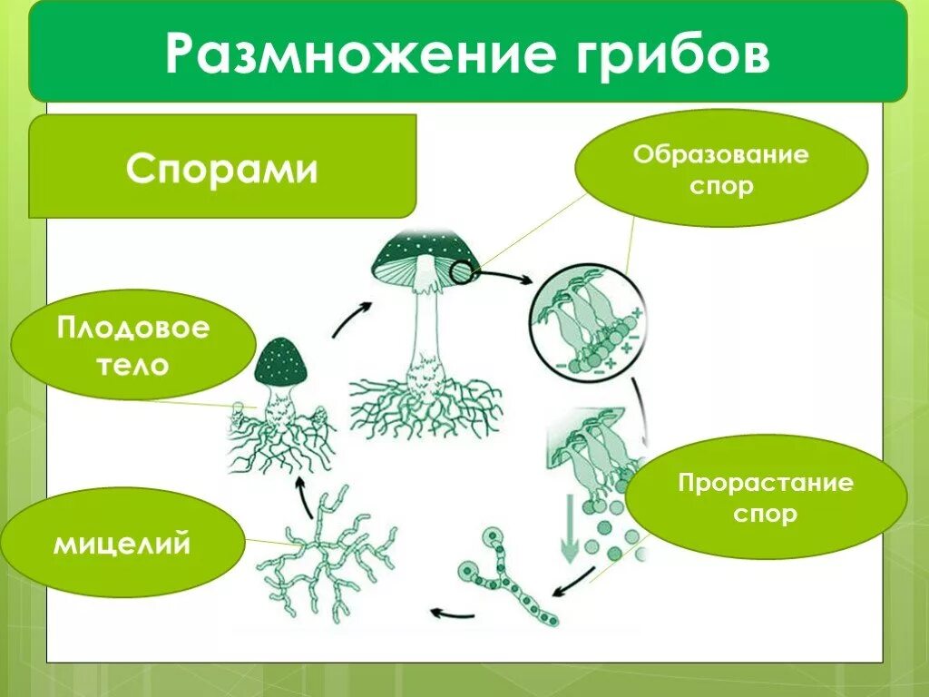 Что значит споры грибов. Схема способы размножения грибов. Размножение грибов спорами схема. Размножение грибов мицелием. Шляпочные грибы образование спор.