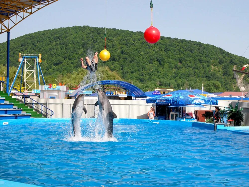 Курорт развлечений. Архипо-Осиповский дельфинарий. Дельфинарий Архипо-Осиповка. Архипо-Осиповка 2022.