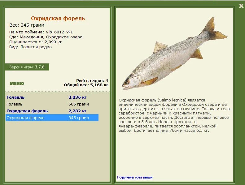 ленок реальная рыбалка. желтощек амурский длина. желтощек реальная рыбалка. желтощек реальная рыбалка. желтощек реальная рыбалка.