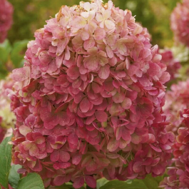 Краса лесково. Краса лесково. Краса лесково. Краса лесково. Краса лесково.