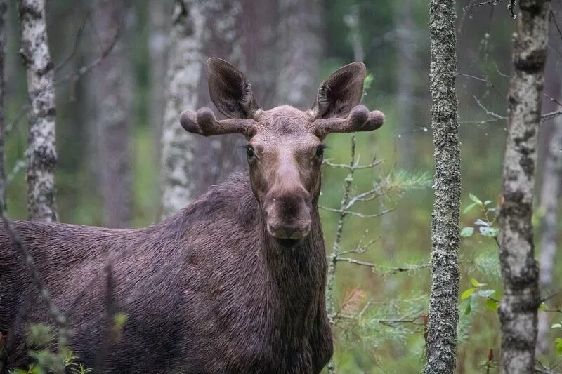 Лось фотограф.