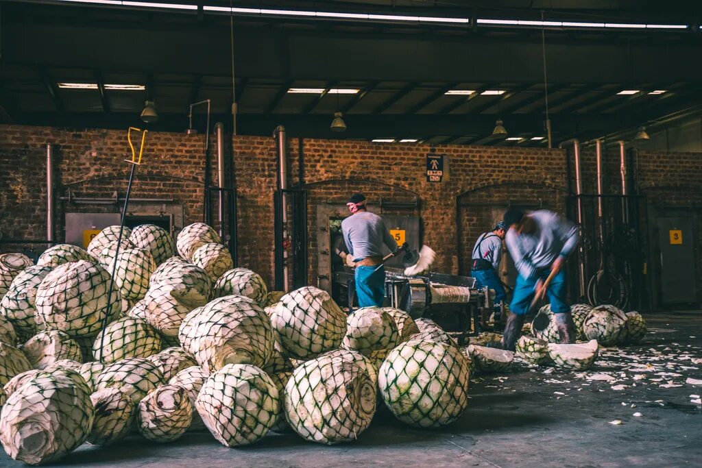 ферментация агавы.