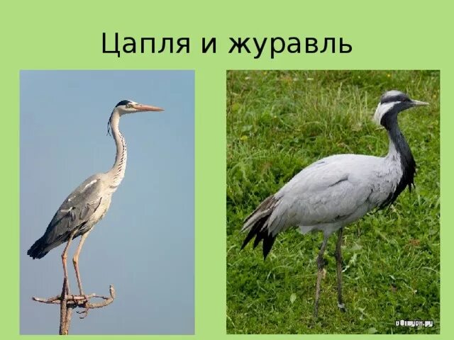 Чем отличается аист от цапли. Журавль и цапля. цапля аист журавль. аист цапля и журавль отличия. сравнить аиста журавля и цаплю.