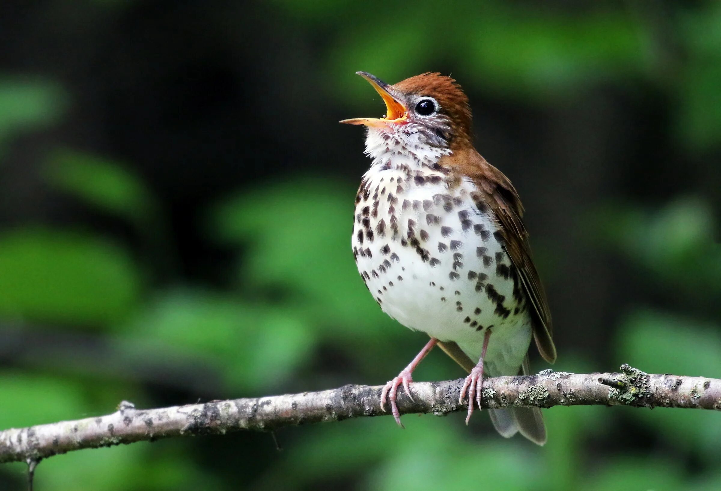 Лесной Дрозд. Дроздовые. Wood Thrush. Дроздовые птицы Дарвина.