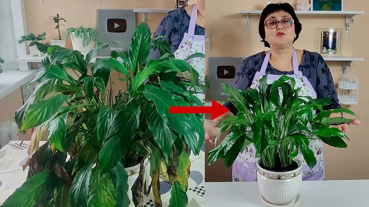 Как пересадить спатифиллум после. Spatifillum new one. спатифиллюм ароидные. спатифиллум нью ван. спатифиллум сильвана.