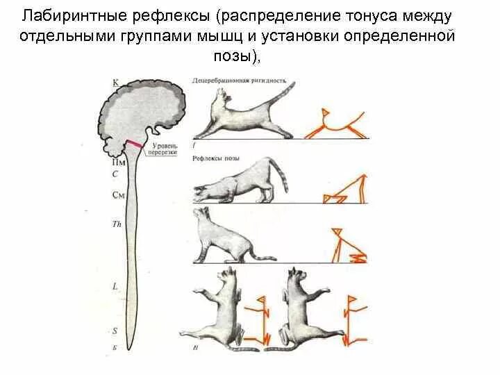 Рефлексы цена. Лабиринтные тонические рефлексы физиология. Шейные рефлексы физиология. Шейные и лабиринтные тонические рефлексы. Рефлексы позы лабиринтные шейные фиксации взора.