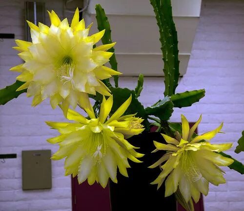 Файл:Epiphyllum Wendy-2.jpg - Википедия