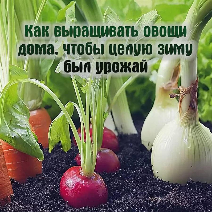 Что можно выращивать дома из овощей. Как растить овощи. как посадить овощи дома. выращивать овощи и фрукты. реклама выращивания овощей.
