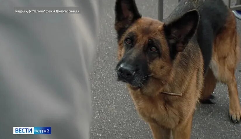 Пальмовая собака. Овчарка в самолете. Овчарка пальма. Собака пальма внуково. Немецкая овчарка лили пальма.