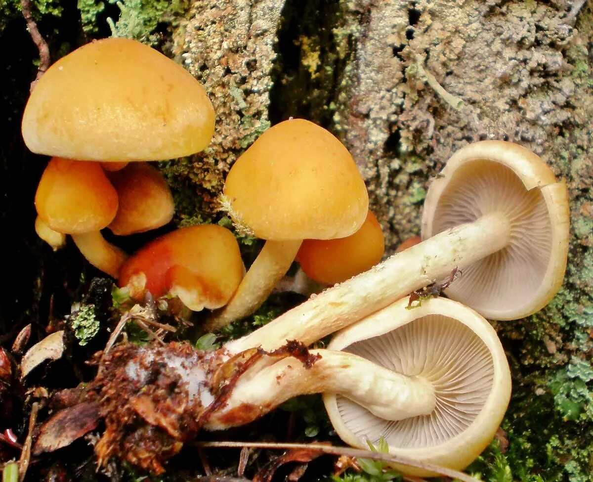 Ложный опенок серопластинчатый. Ложноопенок серопластинчатый (Hypholoma capnoides). Ложноопенок серопластинчатый, гифолома маковая. Опенок серопластинчатый гриб. Грибы опенок поганка