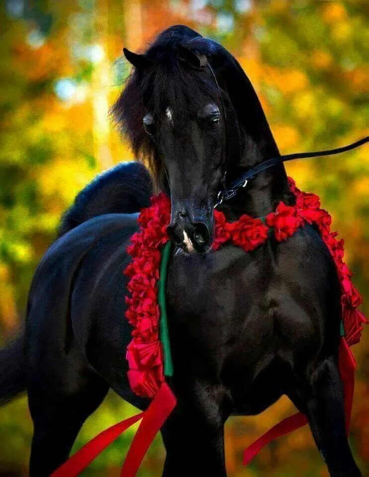 Арабо Фризская лошадь. Фризская порода лошадей Вороная. Черная Вороная лошадь. Рыже черная лошадь