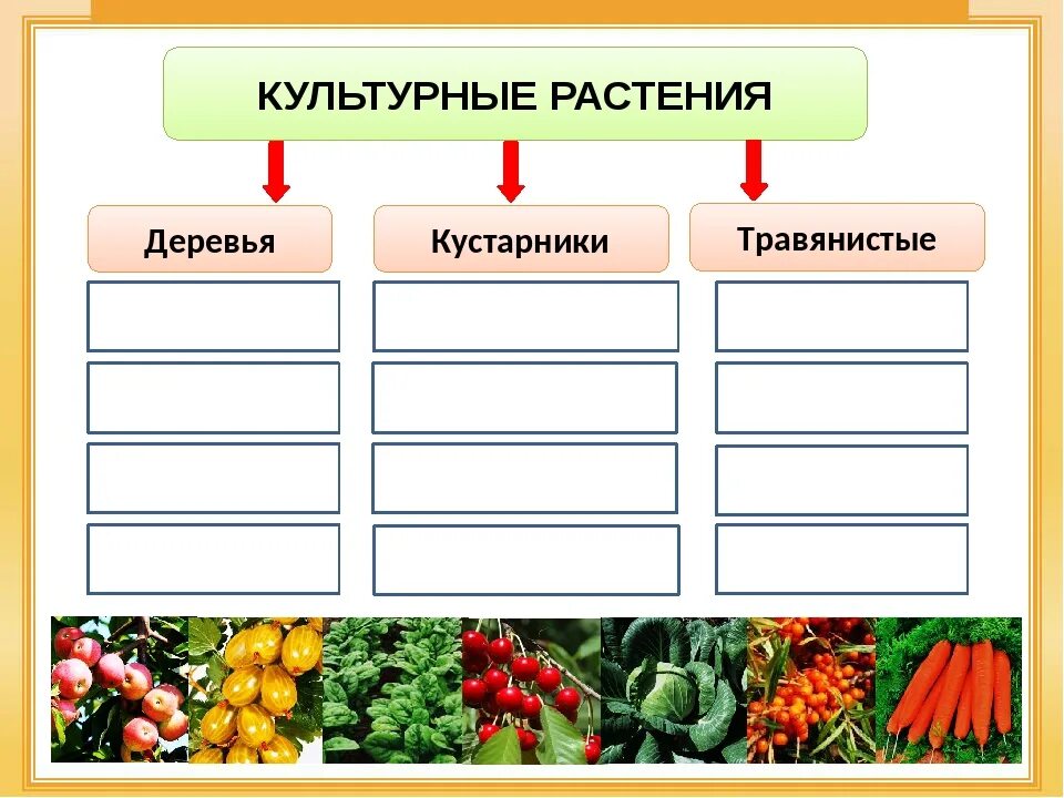 Распределите культурные растения по группам. Культурные растения 1 класс. Группы растений дикорастущие и культурные. Дикорастущие и культурные растения. Культурные растения культурные растения.