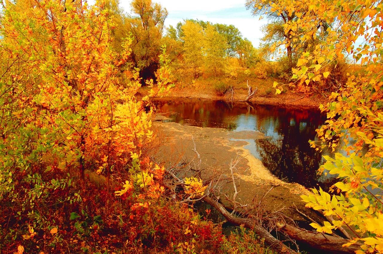 Золотая осень. Золотистая осень. Октябрь природа. Золотая осень картина. Сайт золотой осени
