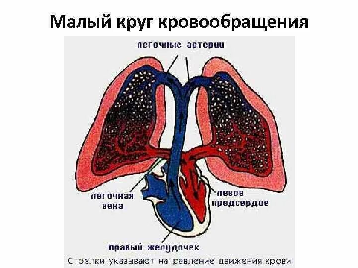 Малый легочный круг кровообращения схема. Малыйкруги кровообращения. Схема малого круга кровообращения. Малый круг кровообращения заканчивается сосудами. Заканчивается в правом предсердии