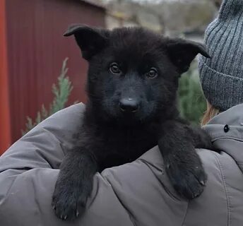 Черный щенок 3 месяца