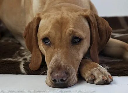 Беспокойство у собаки