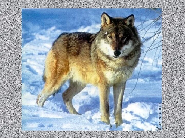Волк обитатель смешанных лесов. Животные кузбасса. Систематика царство животные схема. Доклад про волка. Дикий волк.