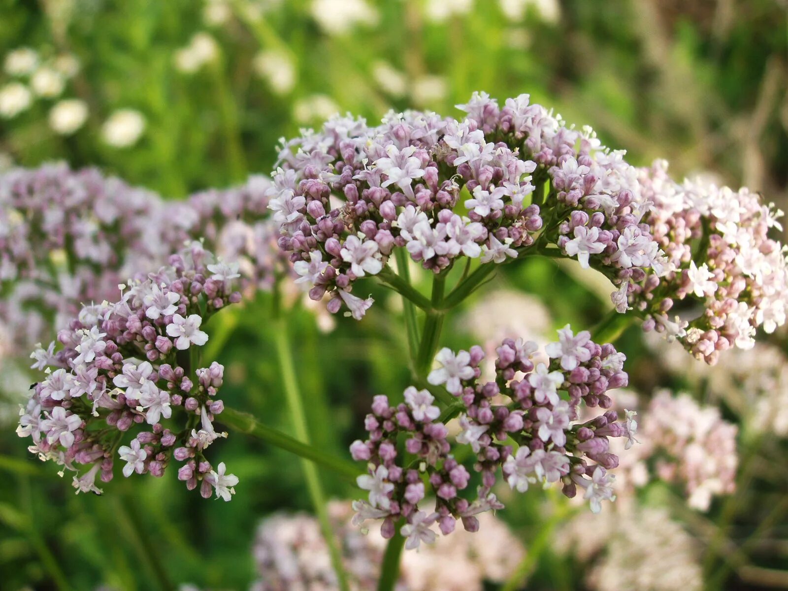 Валерьянка трава. Валериана лекарственная / Valeriána officinális. Valeriana officinalis растение. Валериана лекарственная – Valeriana officinalis l.. Valeriana officinalis семейство.